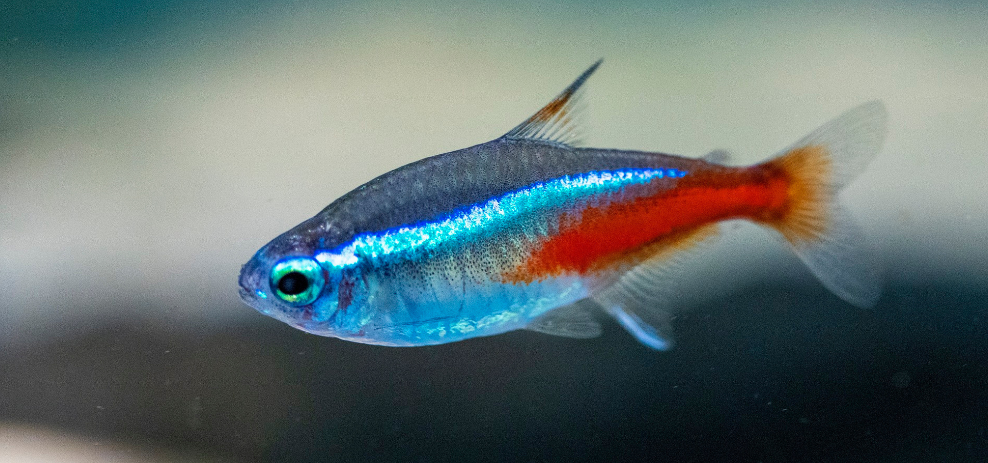 Almindelig neon - neontetra - en af de mest populære tropiske fisk i selskabsakvariet