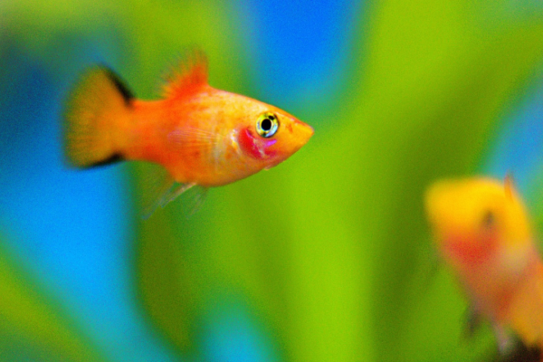 Platy kan klare sig i små akvarier. Se listen med fisk, der kan trives i små akvarier.