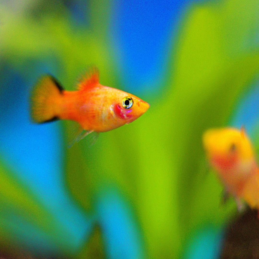 Platy kan klare sig i små akvarier. Se listen med fisk, der kan trives i små akvarier.