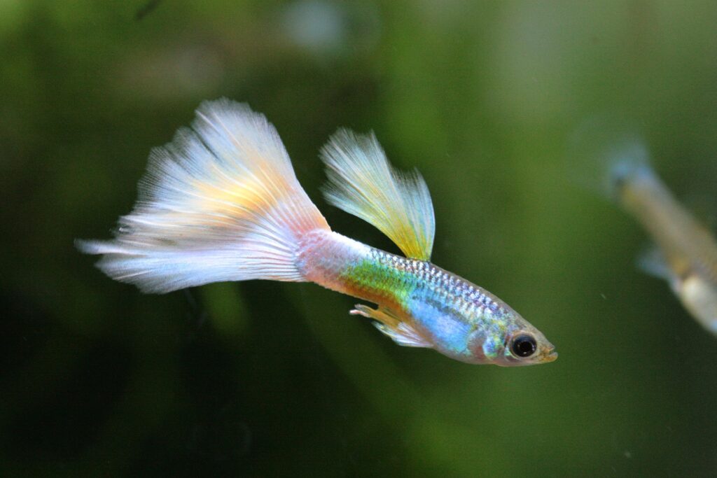 Utrolig smuk og farverig guppy med stor hale. 