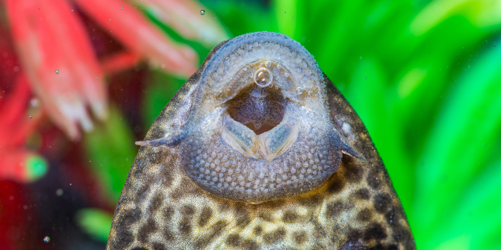 Nærbillede af en sugemalles mund - en ancistrus er suget fast til glasset i et akvarie.