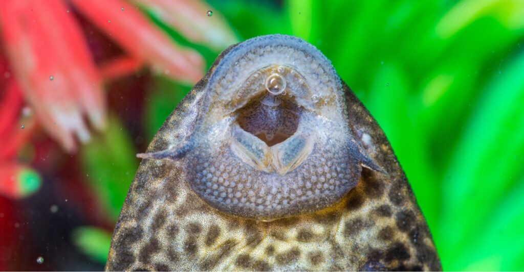Nærbillede af en sugemalles mund - en ancistrus er suget fast til glasset i et akvarie.