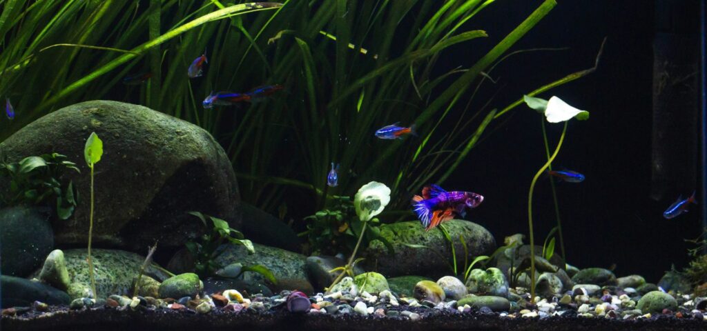 Akvarie med fisk i flotte farver